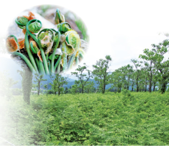 自社山菜圃場(ぜんまい畑)15,000m²