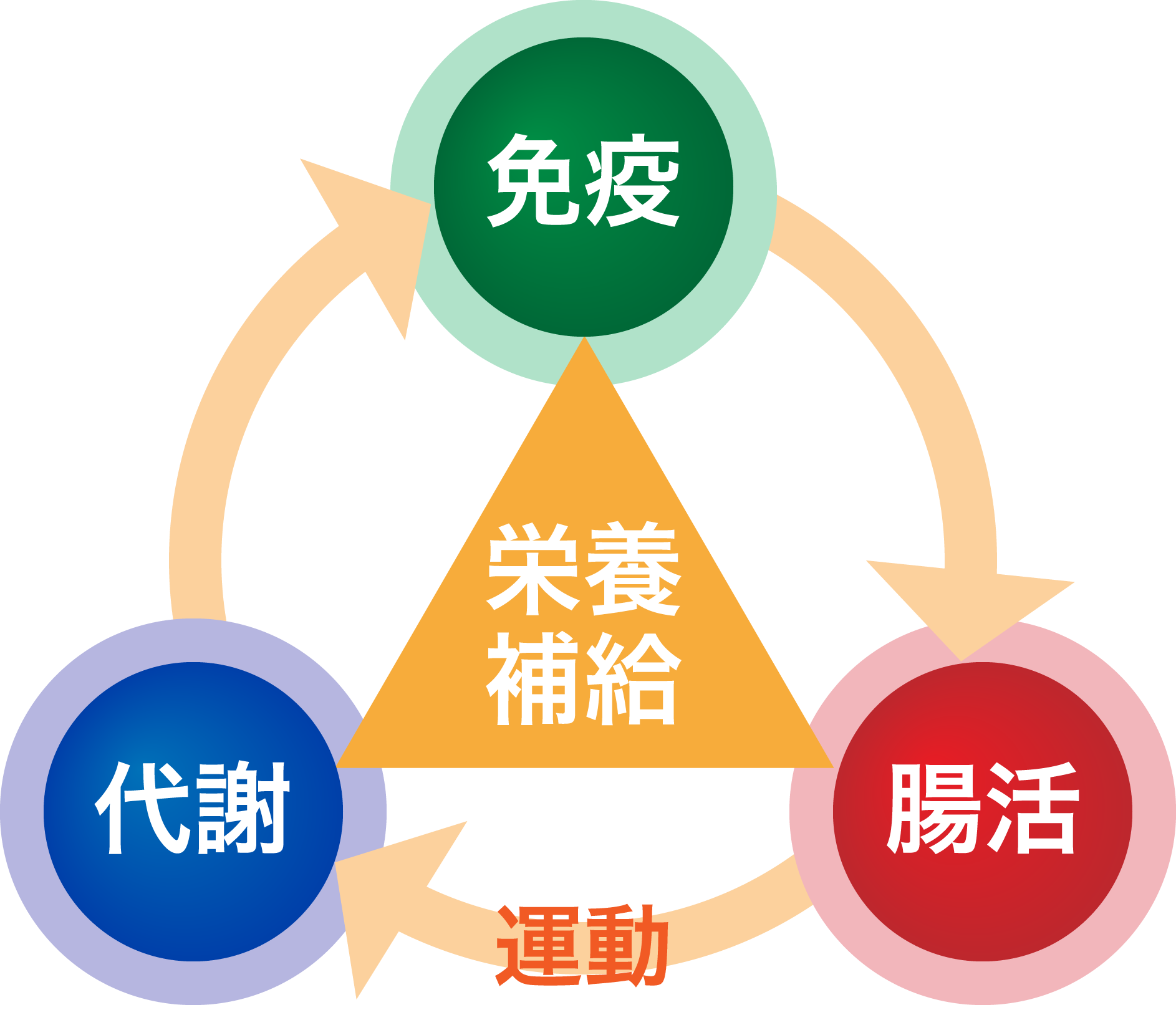 若さと健康の仕組み